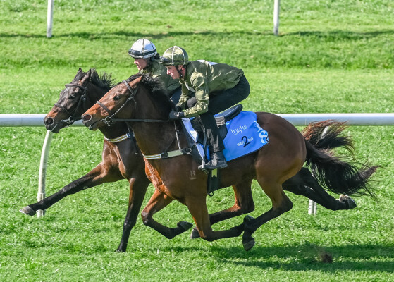 Lot 15: Wild Ruler / Force of Will (NZ)